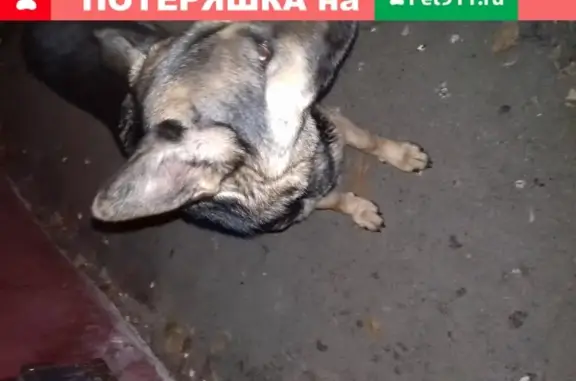 Собака с ошейником найдена в Ростове