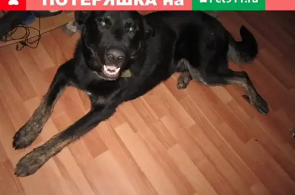 Найден крупный чёрный пёс в Парковом (Екатеринбург)