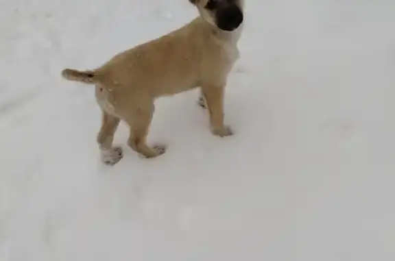 Найден щенок в Барнауле