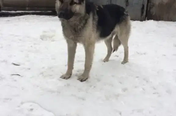 Собака найдена в Новокузнецке, Центральный район.