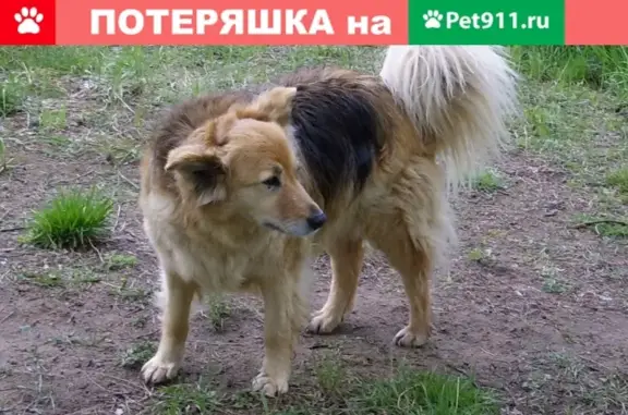 Пропала собака Жужа в Всеволожском районе, Ленобласть