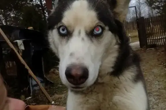 Найдена породистая собака в деревне Косьмово, Износковский район