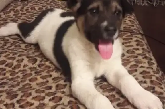 Найден щенок на ул. Судостроительная 171 в Красноярске