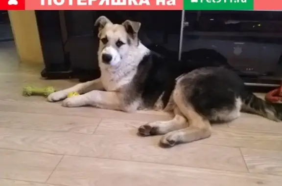 Найден щенок в Москве, м. ВДНХ: ищем хозяев!