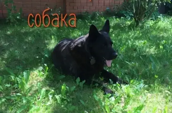 Собаки потеряшки, Заклязьменский, фото: Потеряшка собака в Заклязьменском: чёрная овчарка, хромает задние лапы