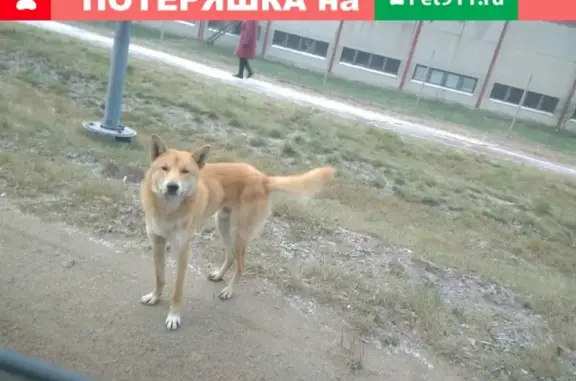 Собака найдена в п. Советском, Ленобласть, Выборг.