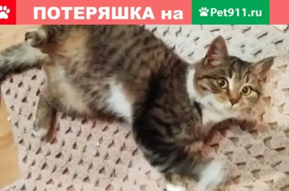 Найдена кошка в Щурово, Коломна