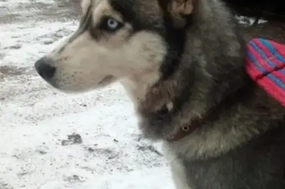 Найдена собака в парке Елочки, Раменское