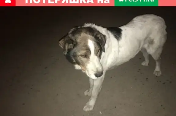 Найдена собака в Чите, ищет хозяина