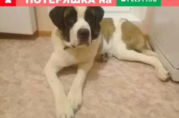 Пропала собака Ляля, вознаграждение. Каменск-Уральский.