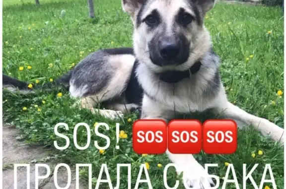 Пропала собака Альма из ДПК Залесье, Струнино, Владимирская область
