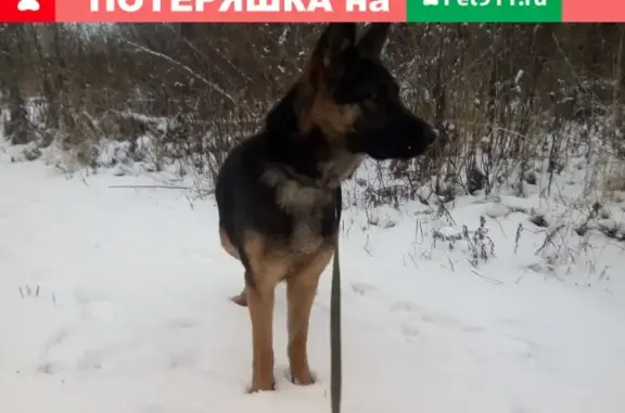 Найдена собака в Берёзовском, Ленинский посёлок