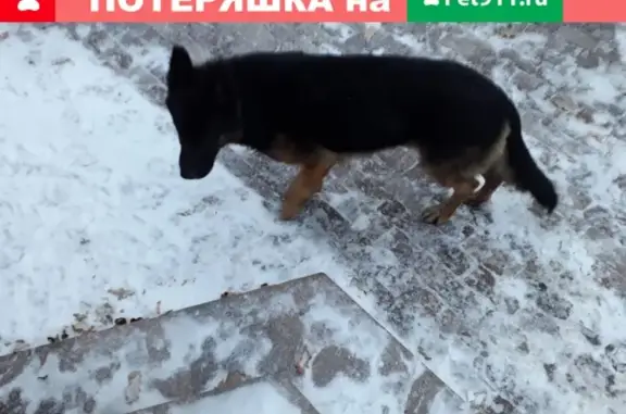 Найдена собака в Самаре на пересечении Ново-Садовой и Димитрова!