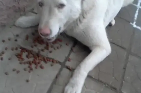 Срочно найдена больная собака в Сергиевом Посаде