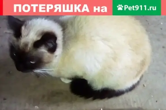 Найдена кошка в районе Поляна