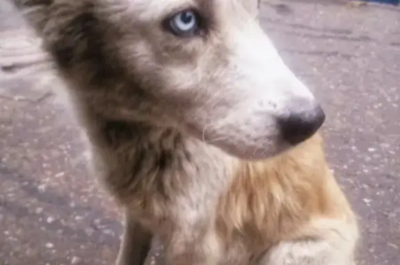 Пропала собака Аква в Липецке