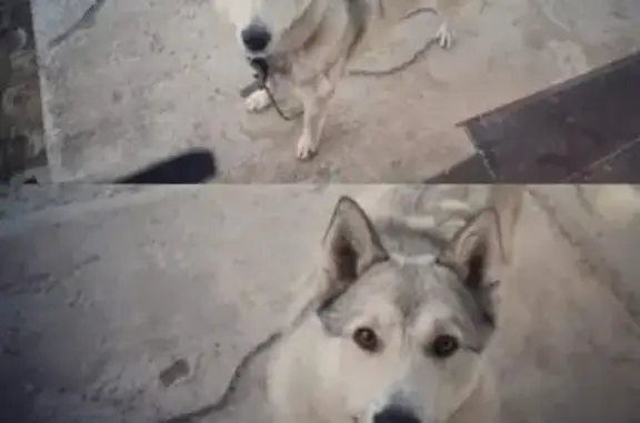 Собаки потеряшки, Фирово, фото: Потеряшка лайка Умка в п. Лесной, Тверская область