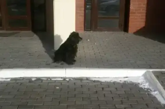 Потерянная собака возле подъезда на Кузнецова в Челябинске