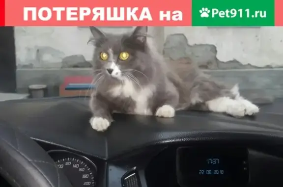 Пропала кошка Миа в Черногорске, район Музея
