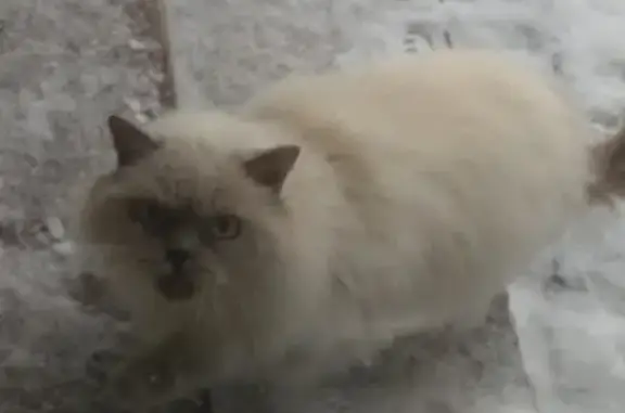 Найдена кошка на ул.1-я Рязанка в Богородске!