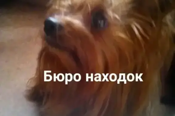 Пропала собака Эля в Архангельске