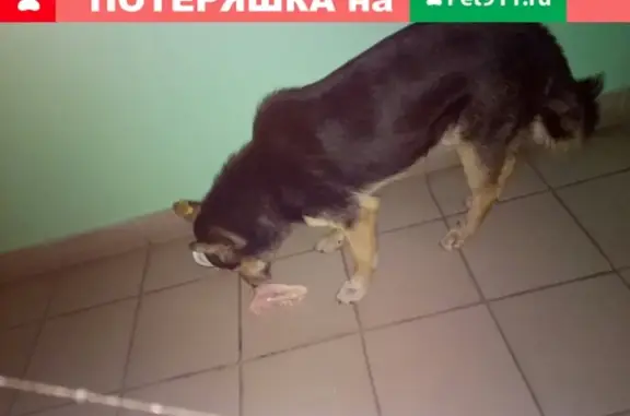 Собака найдена у Марьино, улица Новомарьинская.