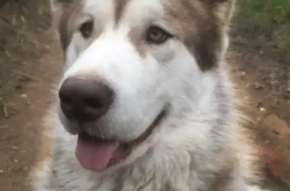 Пропала собака Мара в Верхней Березовке, Улан-Удэ