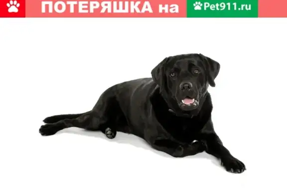 Найден черный лабрадор без ошейника на ул. Свердлова