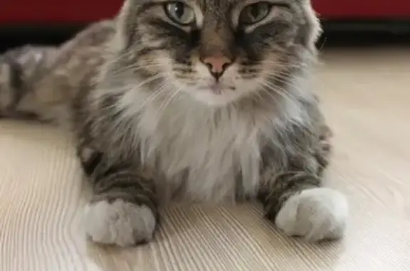 Найден красивый кот в Чите