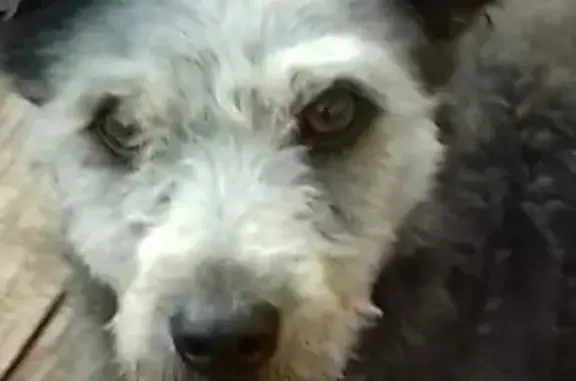Пропала собака Барон в Барнауле