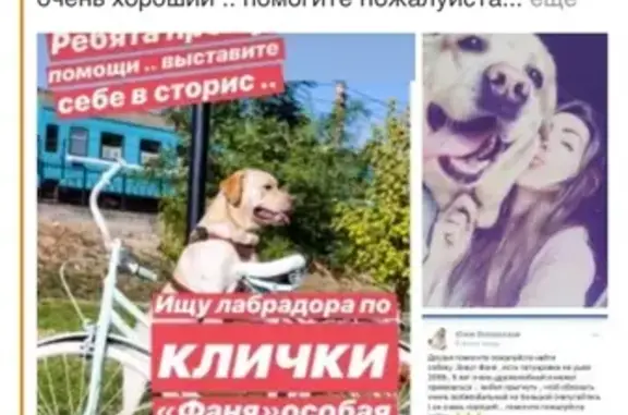 Пропала собака в Приволжском районе, помогите найти!