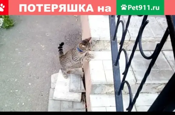 Пропала кошка Дуся в Красноармейске!