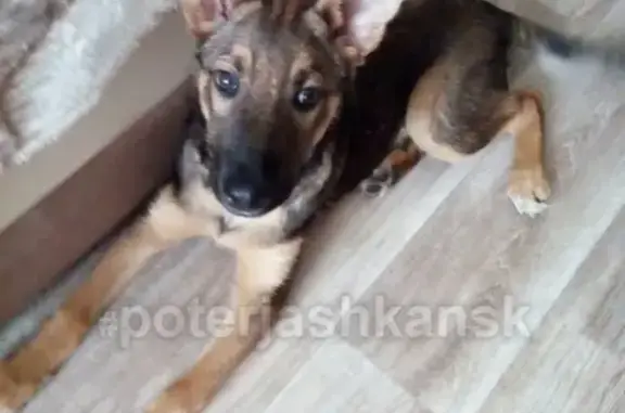 Найден щенок в районе Сад Кирова, Ленинский район