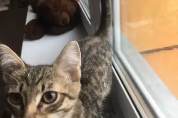 Найдена кошка в Магнитогорске, ищем хозяина!