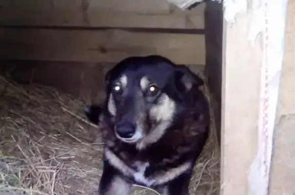 Пропала собака в Вельске, Архангельская область