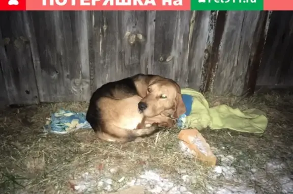 Найдена собака на улице Пролетарской в р.п. Виля