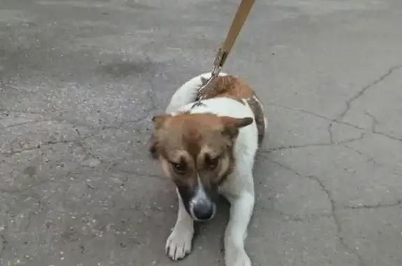 Пропала собака в районе кладбища Сысоево, Рязань