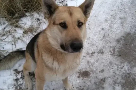 Найден крупный пес в Брянске, ищет дом