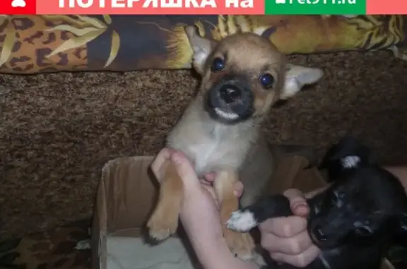 Найдена собака в Братске, ищем дом для малышей