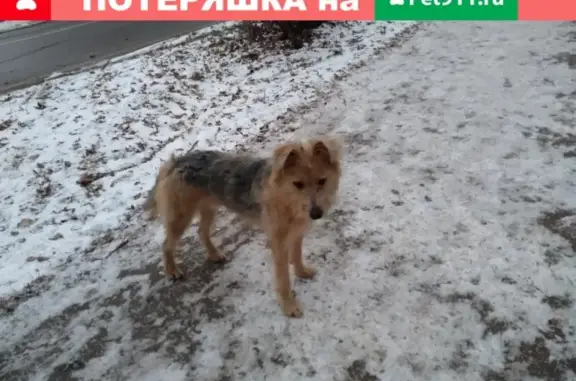 Собака найдена в Орехово-Зуево