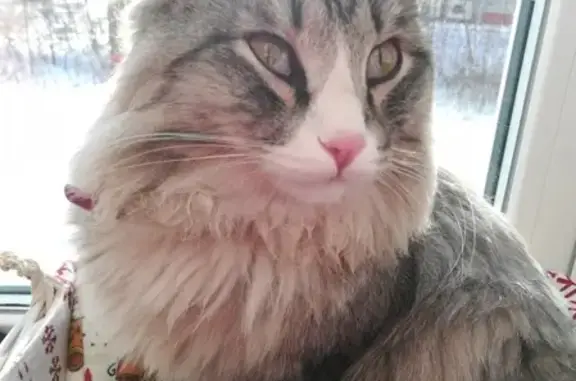 Найден серый кот с ошейником в Омске