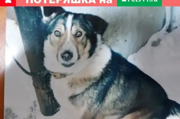 Пропала собака в районе Котово, ниже ПМК, ищем Тошибу/Тошу!