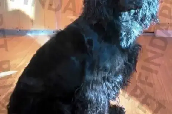 Найдена собака в Химках на ул. Панфилова, 21