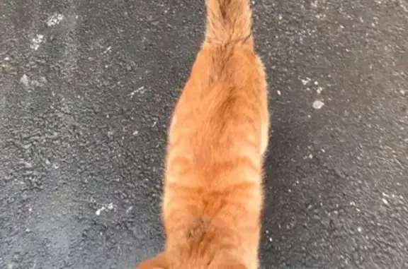 Найдена кошка в Орехово-Зуево