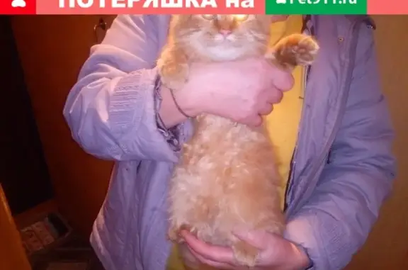 Найден(а) кошка(кот) на ул. Свердлова, Мурманск