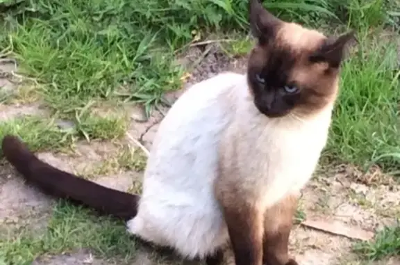 Пропал кот тайской породы на Ярославском шоссе, Владимирская область