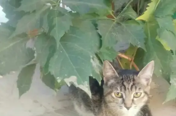 Пропала кошка в Октябрьском, Республика Башкортостан