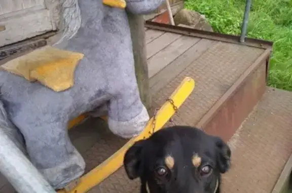 Пропала собака Тёма в Белоострове