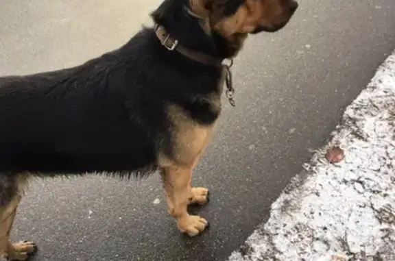Найдена потерянная собака возле метро Лесная