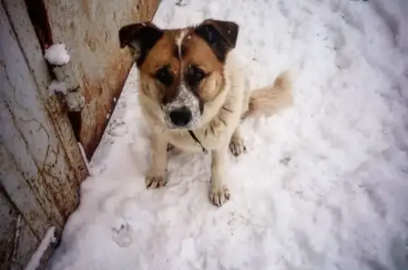 Найдена собака в Афанасово, ищет дом!